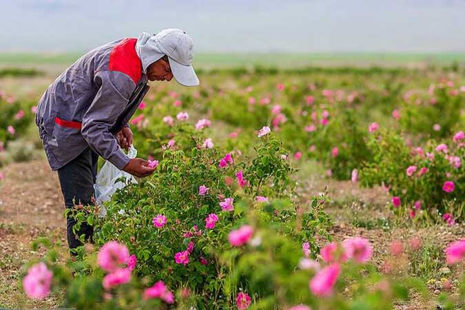 آغاز رسمی گلاب‌گیری در کاشان