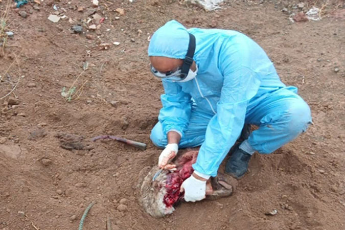 حمله سگ هار به اهالی شهر کامو؛ واکسیناسیون فوری آغاز شد