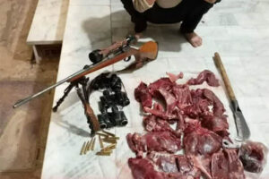 شکار قوچ وحشی توسط شکارچیان متخلف در منطقه حفاظت شده قمصر و برزک کاشان