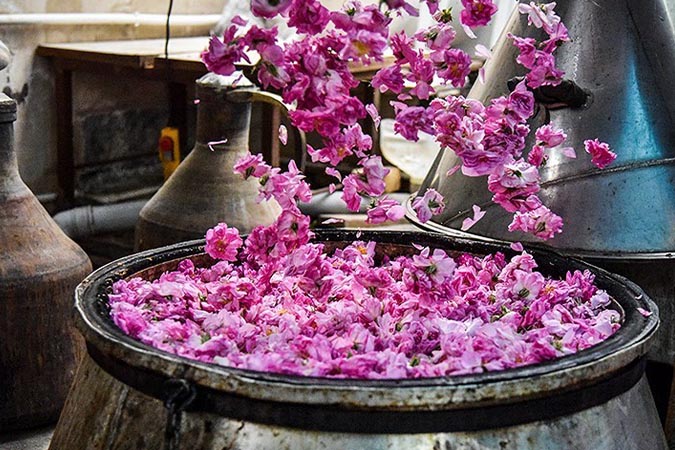 ثبت جشنواره گلاب گیری کاشان/در فهرست رویدادهای گردشگری ایران