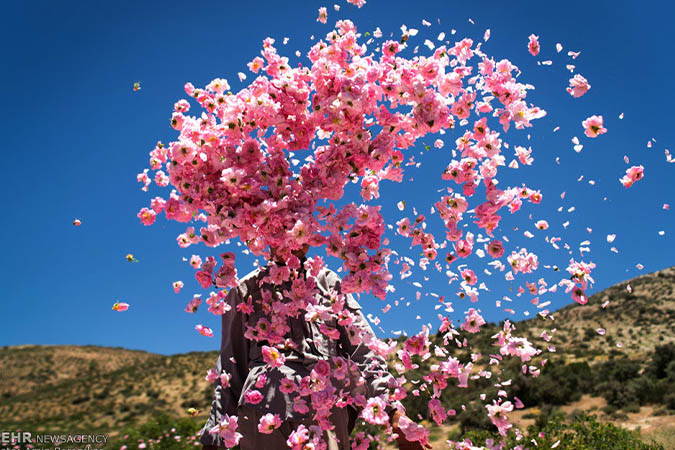 آب شرب جشنواره گل و گلاب چگونه تأمین می‌شود/پشت صحنه‌ تلاش شبانه‌روزی برای تأمین آب