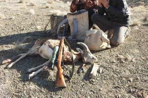 دستگیری شکارچیان 3 راس قوچ وحشی در منطقه حفاظت شده قمصر و برزک شهرستان کاشان
