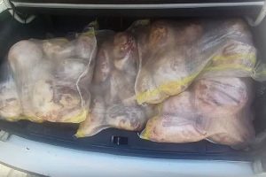 توقیف بیش از 200 کیلوگرم گوشت قرمز غیر بهداشتی توسط دامپزشکی کاشان
