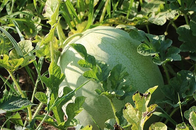 کشت هندوانه دیم در دل کویر در منطقه چاله سنبک
