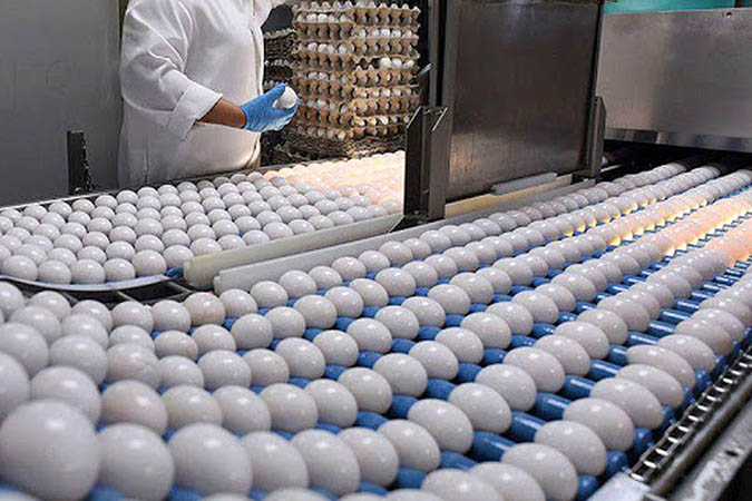 کاشان رتبه نخست تولید تخم مرغ در استان اصفهان را در اختیار دارد