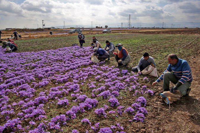 دومین جشنواره زعفران روستای علوی پنجشنبه و جمعه 22 و ۲۳ آبان‌ماه ۱۴۰۴ برگزار می‌شود