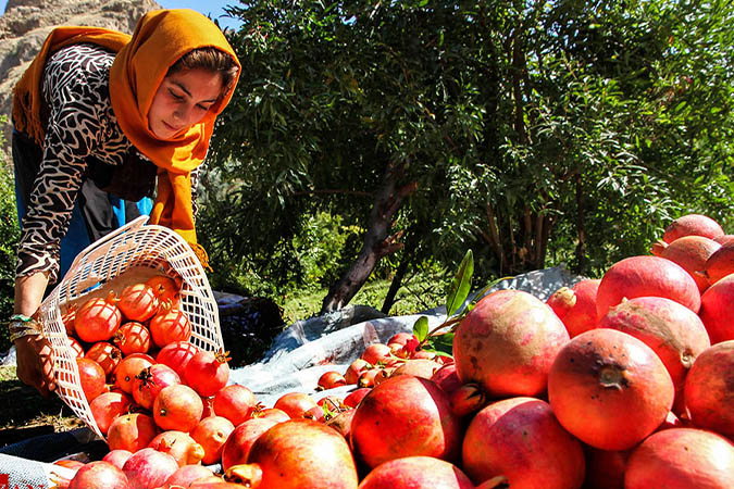 980 هکتار باغ انار در کاشان زیر کشت قرار دارد و میانگین تولید ۱۲ تن انار در هر هکتار است