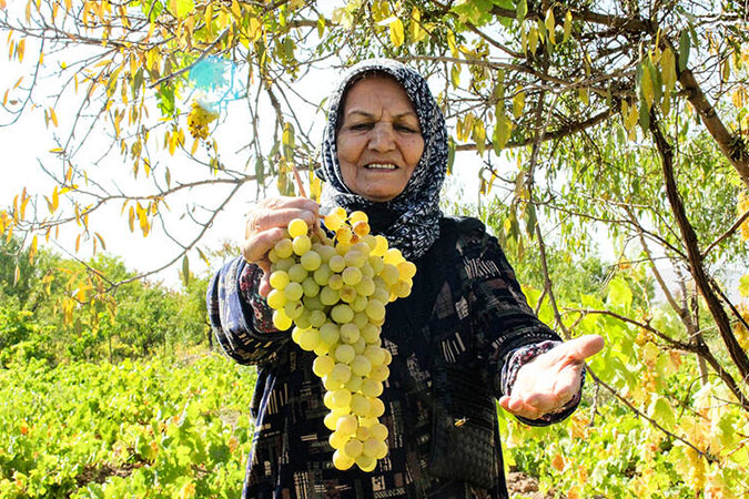 آغاز جشنواره ملی انگور (تاک و افلاک) در کامو و چوگان