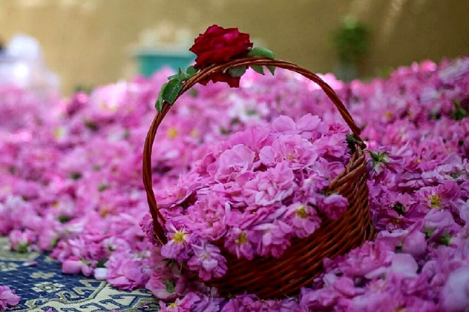 ۲۲ سال کعبه با گلاب کاشان شسته شد؛ اما عربستان گل محمدی ایران را به نام خود ثبت کرد!