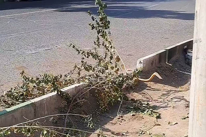 متخلف قطع درختان خیابان بهشتی 28 میلیون جریمه شد/مردم تخلفات را به ۱۳۷ گزارش دهند