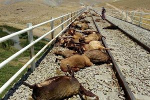 تصادف قطار با گله گوسفندان در مسیر ریل راه آهن کاشان